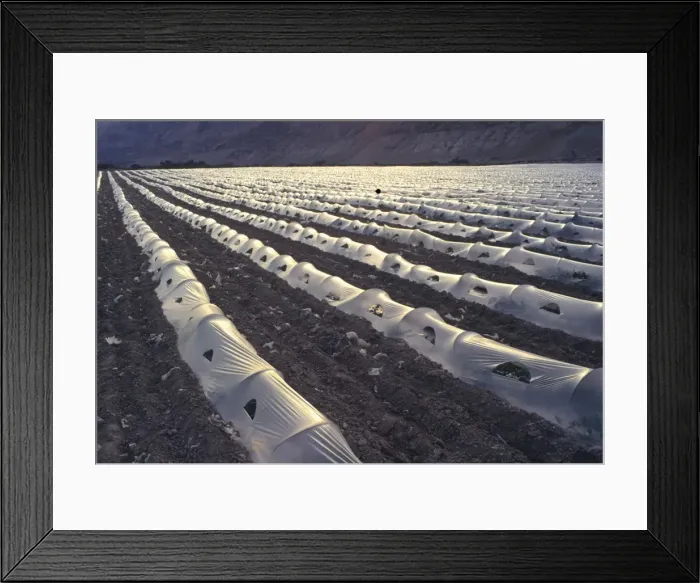 Framed Print : Backlit view of watermelon growing in sandy soil under Framed Print : Backlit view of watermelon growing in sandy soil under