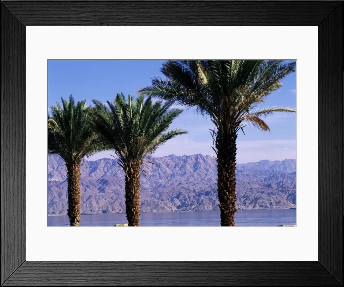 Framed Print : Palm trees and Red Sea Framed Print : Palm trees and Red Sea