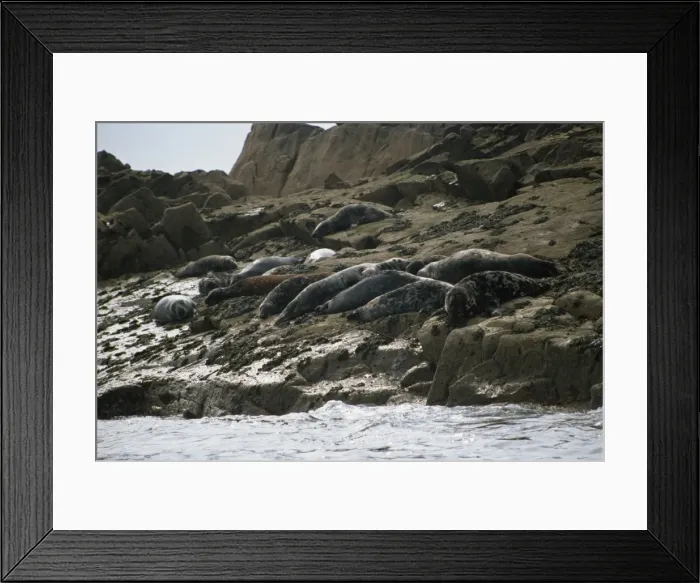 Framed Print : Seals on the Western Rocks Framed Print : Seals on the Western Rocks