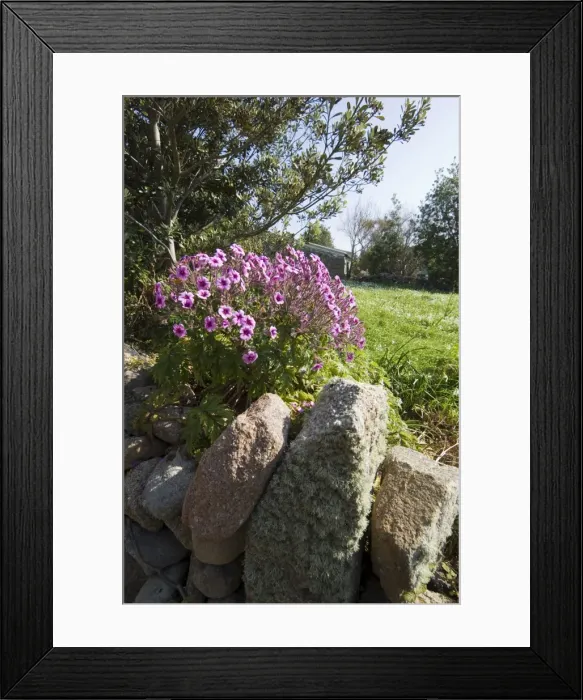Framed Print : Bryer (Bryher) Framed Print : Bryer (Bryher)