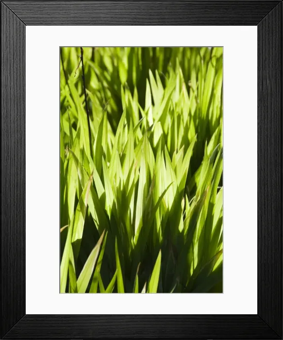 Framed Print : The Abbey Gardens Framed Print : The Abbey Gardens