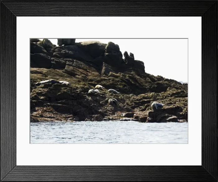 Framed Print : Seals, Eastern Rocks Framed Print : Seals, Eastern Rocks