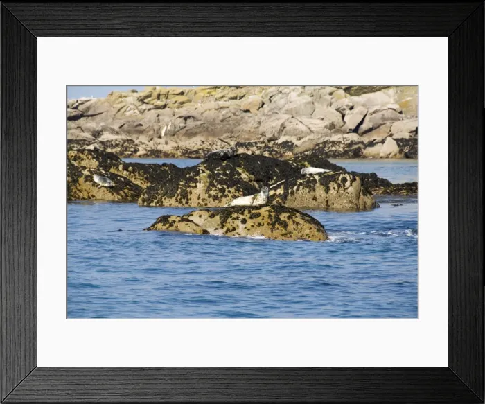 Framed Print : Seals, Eastern Rocks Framed Print : Seals, Eastern Rocks