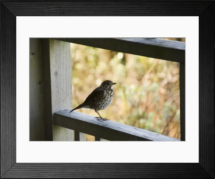 Framed Print : Thrush, Bryer (Bryher) Framed Print : Thrush, Bryer (Bryher)