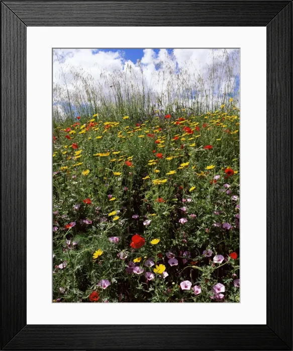 Framed Print : April spring flowers Framed Print : April spring flowers