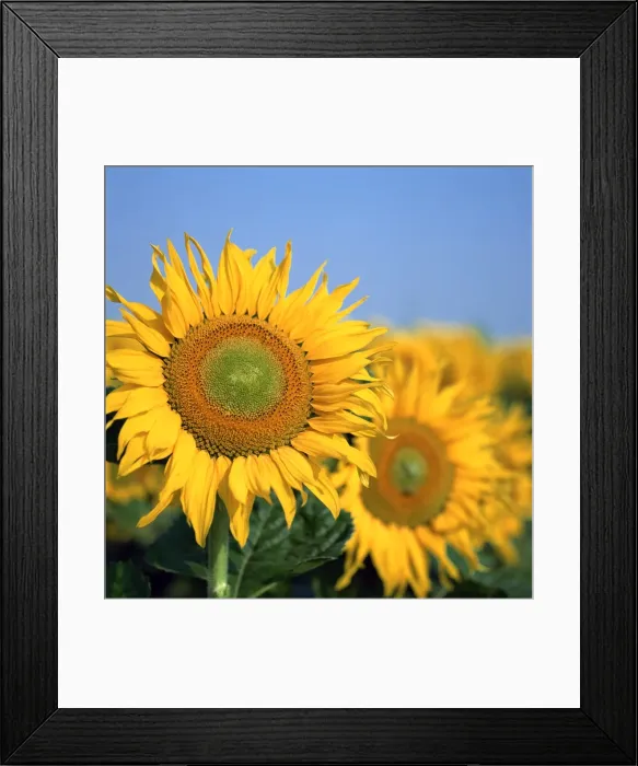 Framed Print : Close-up of sunflowers in Italy Framed Print : Close-up of sunflowers in Italy