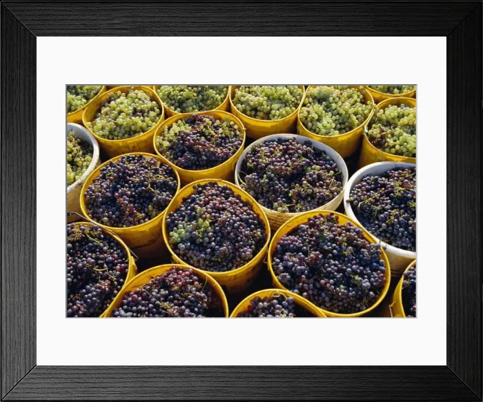 Framed Print : Picked grapes in a vineyard Framed Print : Picked grapes in a vineyard