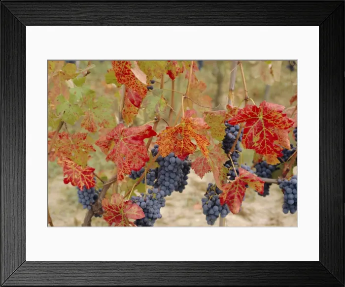 Framed Print : Autumn colours in a vineyard Framed Print : Autumn colours in a vineyard