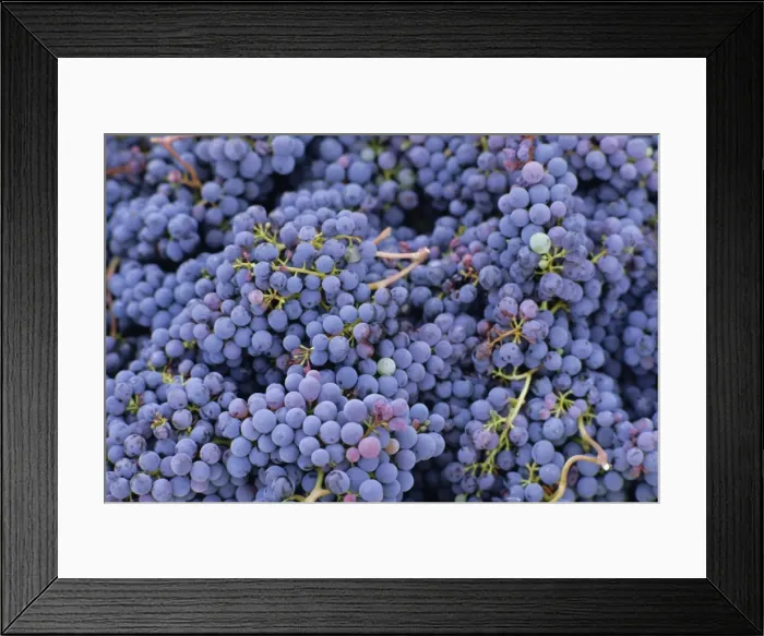 Framed Print : Close-up of Sangiovese grapes for Chianti Framed Print : Close-up of Sangiovese grapes for Chianti