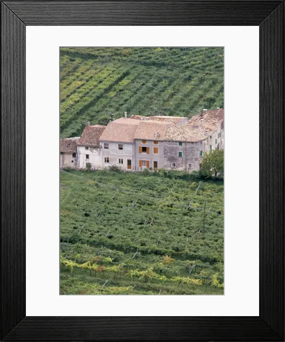 Framed Print : Vineyards near Fumane in the centre of the Valpolicella Classico zone Framed Print : Vineyards near Fumane in the centre of the Valpolicella Classico zone