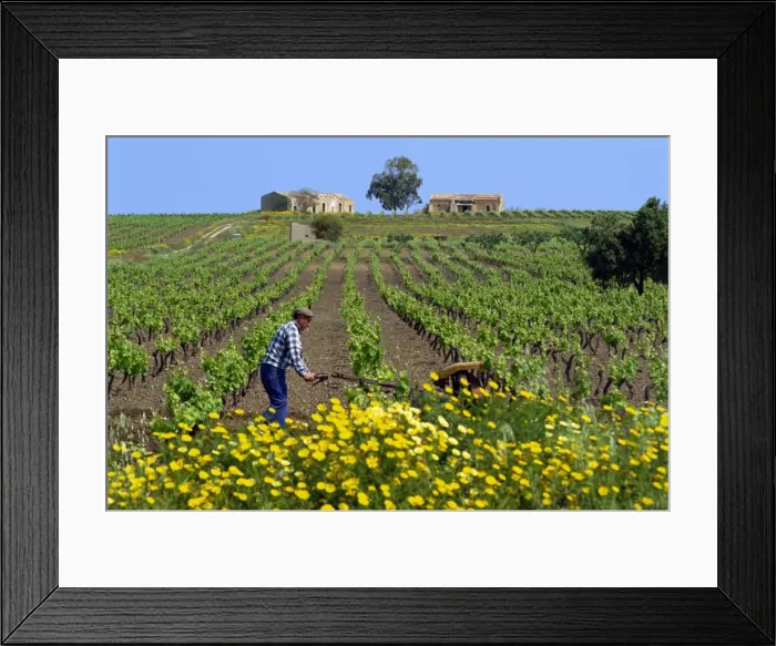 Framed Print : Man with machine cultivating the vines in spring in Framed Print : Man with machine cultivating the vines in spring in
