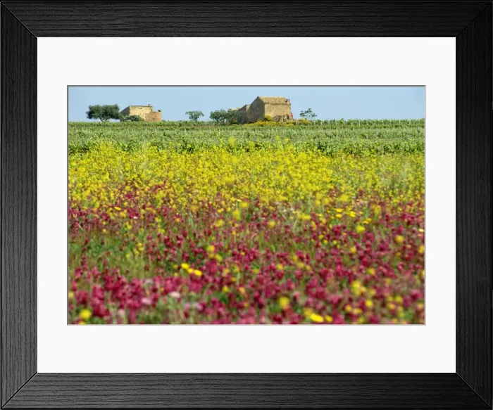 Framed Print : Wild flowers in the spring in the Marsala hills on Framed Print : Wild flowers in the spring in the Marsala hills on