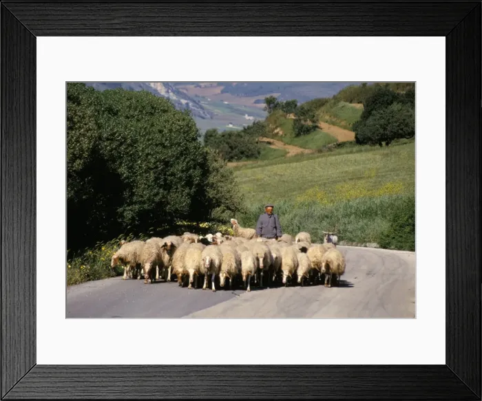 Framed Print : Shepherd on a country road Framed Print : Shepherd on a country road