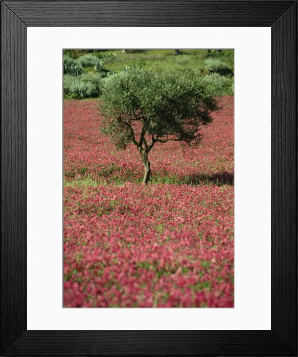 Framed Print : Wild clover flowers in an olive grove at Misilmeri Framed Print : Wild clover flowers in an olive grove at Misilmeri