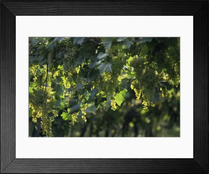 Framed Print : Garganega grapes Framed Print : Garganega grapes