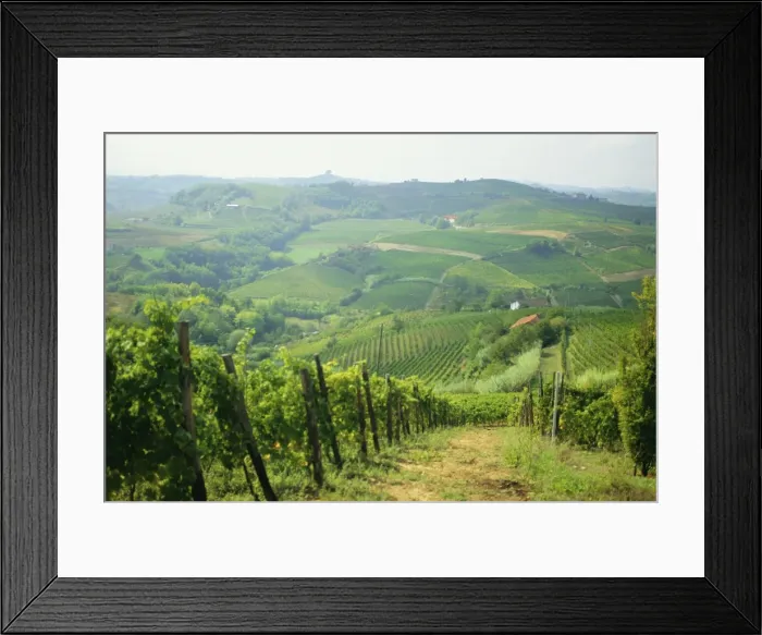 Framed Print : Typical landscape of vines in the Colli Piacentini