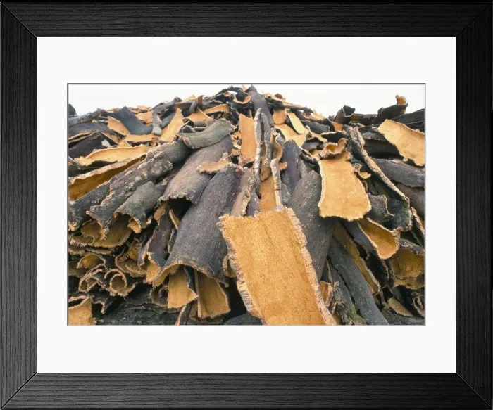 Framed Print : Cork bark for bottle corks stacked to dry near Tempio Pausania Framed Print : Cork bark for bottle corks stacked to dry near Tempio Pausania