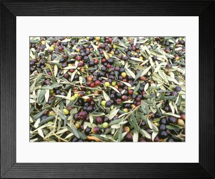 Framed Print : Close-up of olives harvested at Frantoio Galantino Framed Print : Close-up of olives harvested at Frantoio Galantino