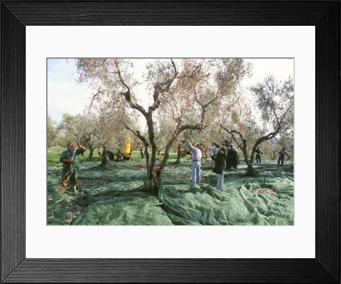 Framed Print : Vibrating the olives from the trees in the olive groves Framed Print : Vibrating the olives from the trees in the olive groves