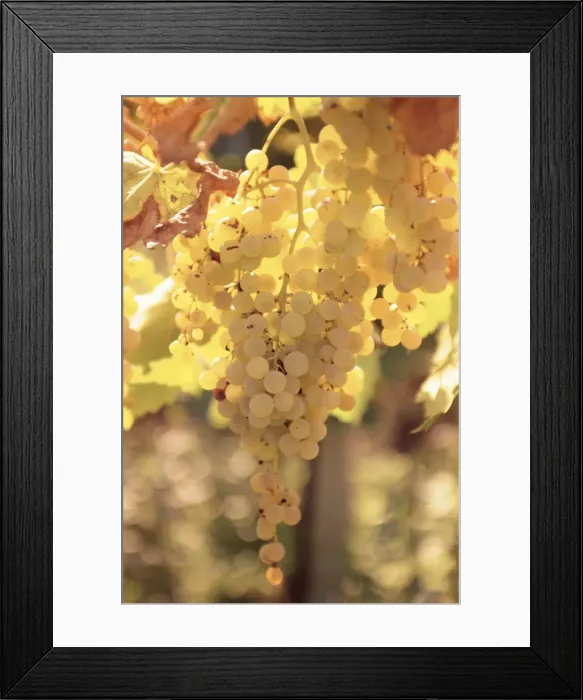 Framed Print : Close-up of Malvasia grapes in vineyard outside Frascati