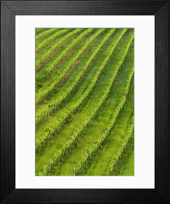 Framed Print : Vineyards near San Gimignano Framed Print : Vineyards near San Gimignano