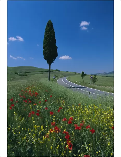Wild flowers and cypress tree beside a country road near Volterra