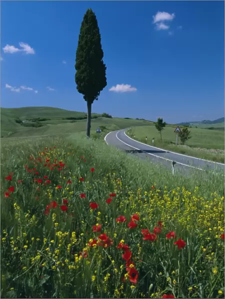 Wild flowers and cypress tree beside a country road near Volterra