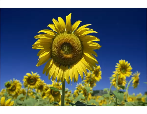 Close-up of sunflower in a field of flowers in Tuscany