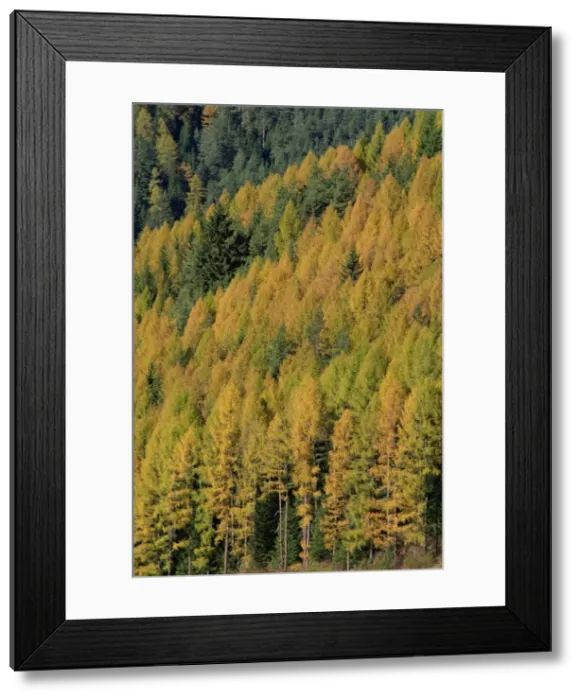 Framed Print : Trees in autumn colours in the Dolomites in Trentino Alto Adige Framed Print : Trees in autumn colours in the Dolomites in Trentino Alto Adige