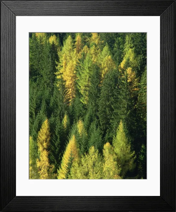 Framed Print : Green and gold autumn colours in the Dolomites Framed Print : Green and gold autumn colours in the Dolomites