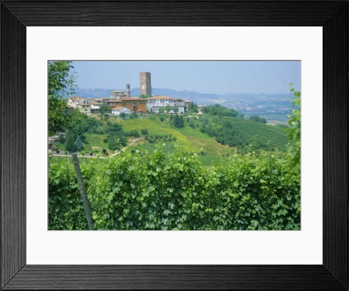 Framed Print : Vines in vineyards around Barbaresco Framed Print : Vines in vineyards around Barbaresco