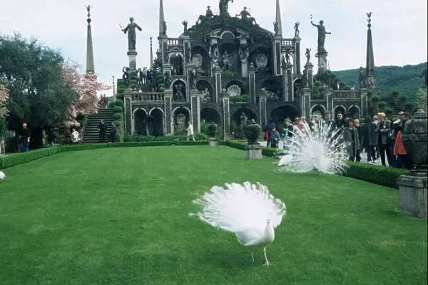 White peacocks in front of folly