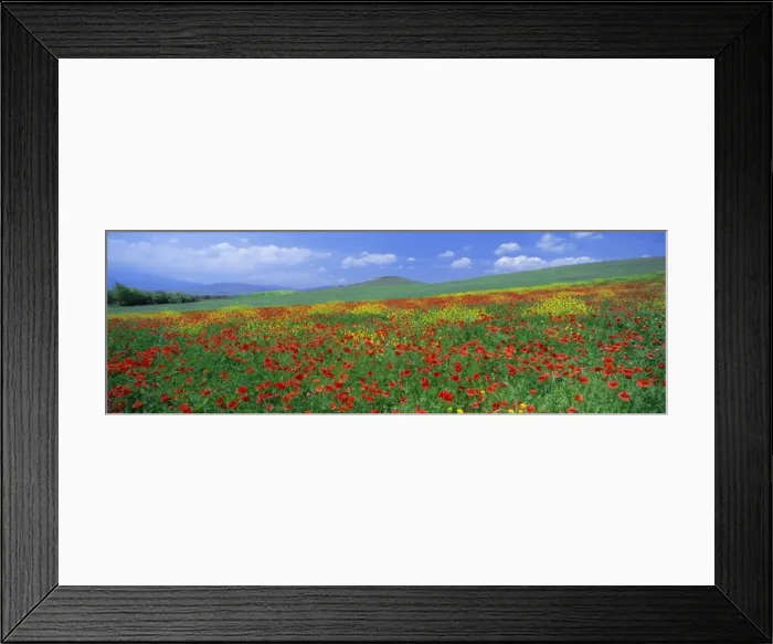 Framed Print : Panoramic view of field of poppies and wild flowers near Montchiello Framed Print : Panoramic view of field of poppies and wild flowers near Montchiello