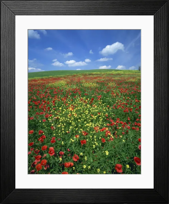 Framed Print : Field of poppies and wild flowers