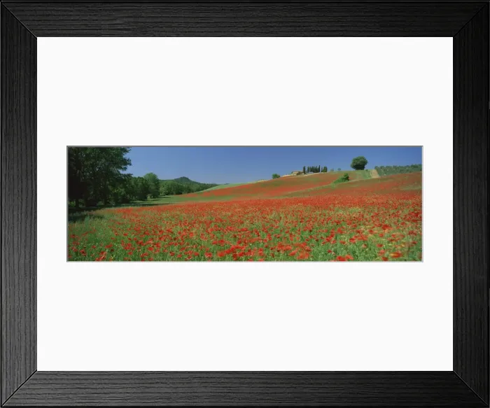Framed Print : Poppy field near Montechiello Framed Print : Poppy field near Montechiello