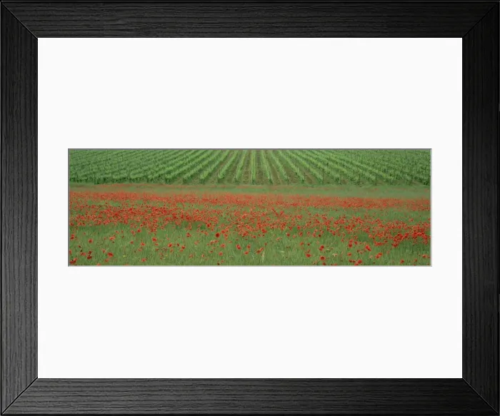 Framed Print : Poppy field and vineyard near Abbazia di San Antimo Framed Print : Poppy field and vineyard near Abbazia di San Antimo