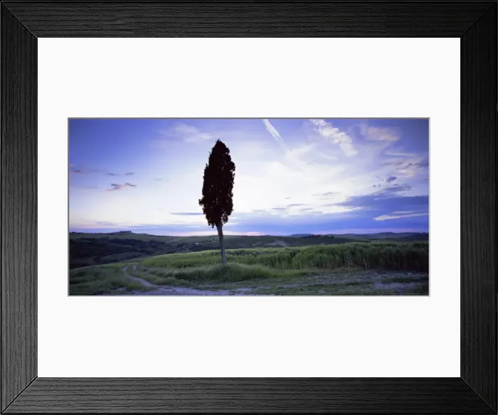Framed Print : Tree in silhouette near San Quirico d Orcia Framed Print : Tree in silhouette near San Quirico d Orcia
