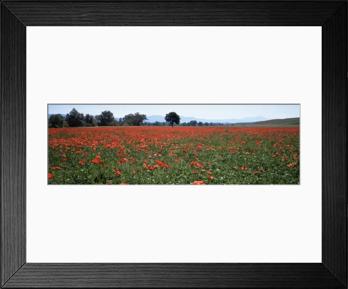 Framed Print : Field of poppies in spring Framed Print : Field of poppies in spring