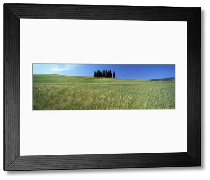 Framed Print : Cypress trees in field of cereal crops beneath blue sky