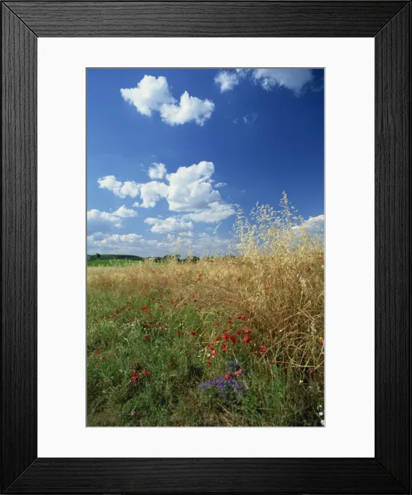 Framed Print : Wild flowers beneath a blue sky and white clouds Framed Print : Wild flowers beneath a blue sky and white clouds