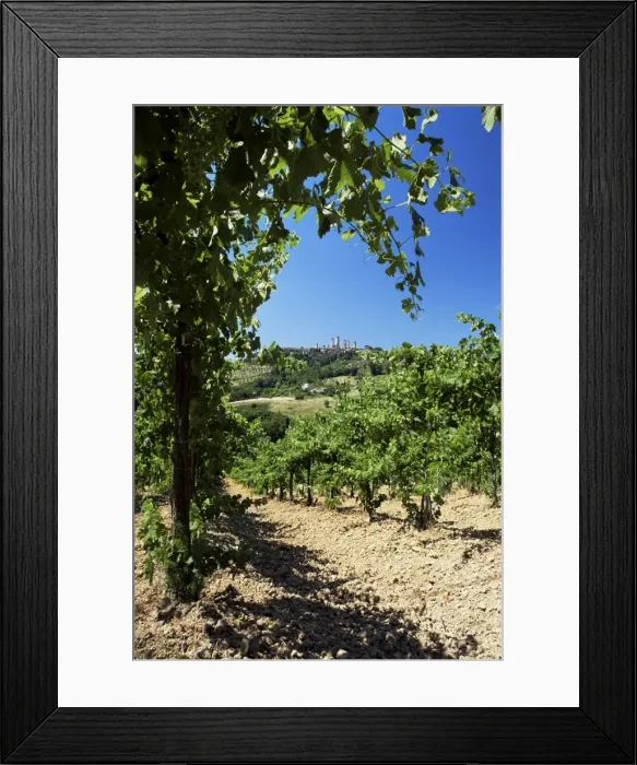 Framed Print : View from vineyard of the town of San Gimignano Framed Print : View from vineyard of the town of San Gimignano