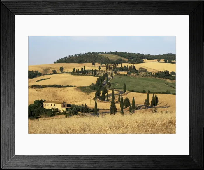 Framed Print : Landscape with winding road lined with cypress trees Framed Print : Landscape with winding road lined with cypress trees