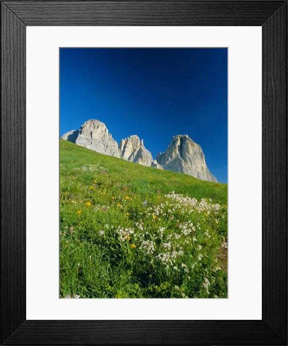 Framed Print : Willd flowers and view to the Sasso Lungo (Langkofel) Framed Print : Willd flowers and view to the Sasso Lungo (Langkofel)