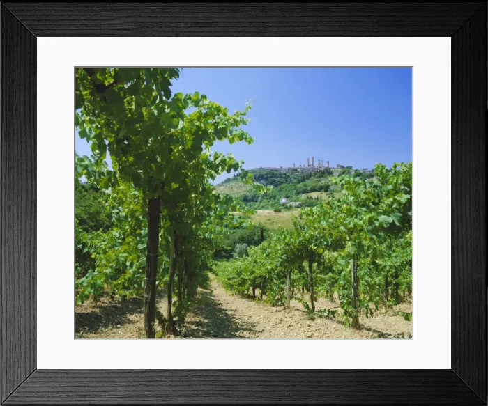 Framed Print : Vineyards below the town of San Gimignano