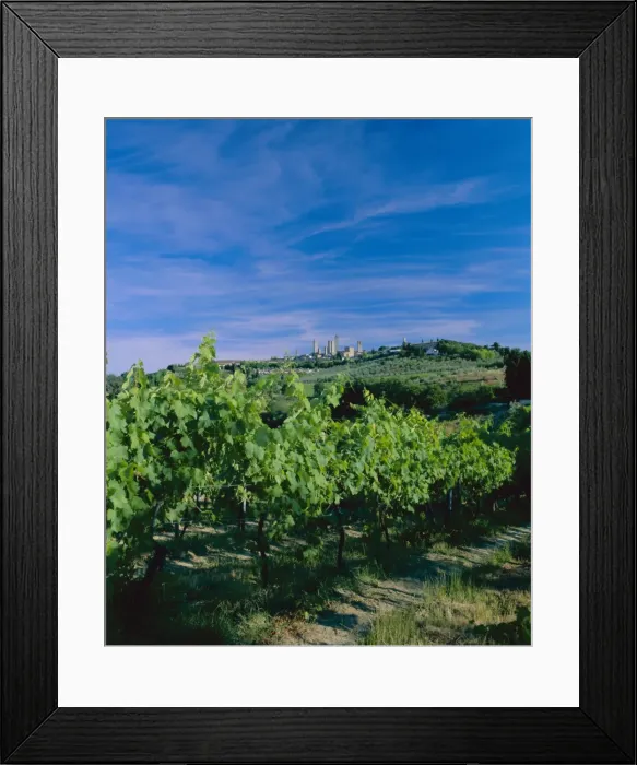 Framed Print : Vineyard and town in the distance Framed Print : Vineyard and town in the distance