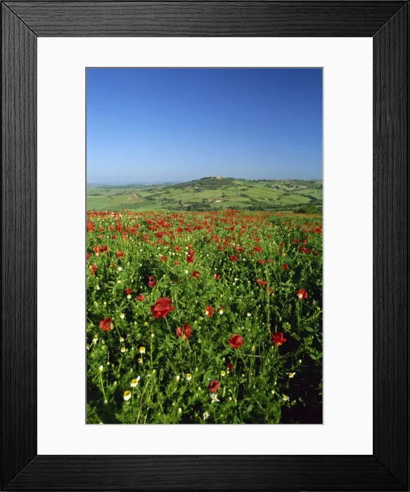 Framed Print : View across field of poppies to hilltop village above Val d Orcia Framed Print : View across field of poppies to hilltop village above Val d Orcia