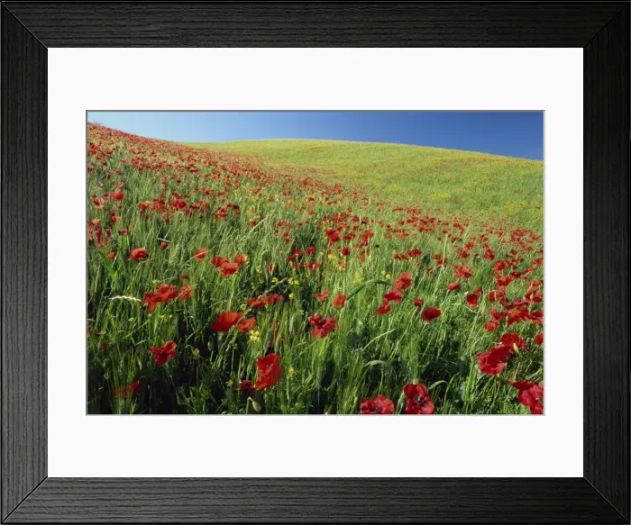 Framed Print : Poppy field near Montalcino Framed Print : Poppy field near Montalcino