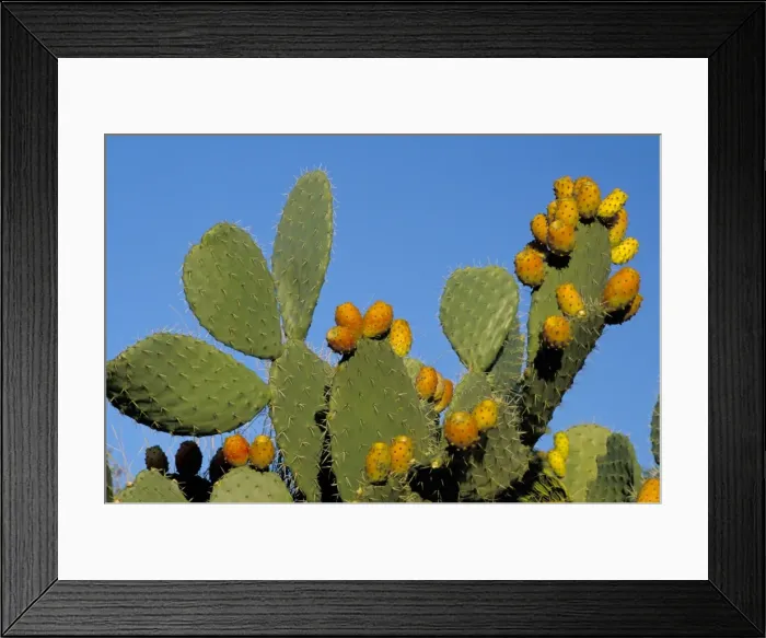 Framed Print : Prickly pear cactus Framed Print : Prickly pear cactus