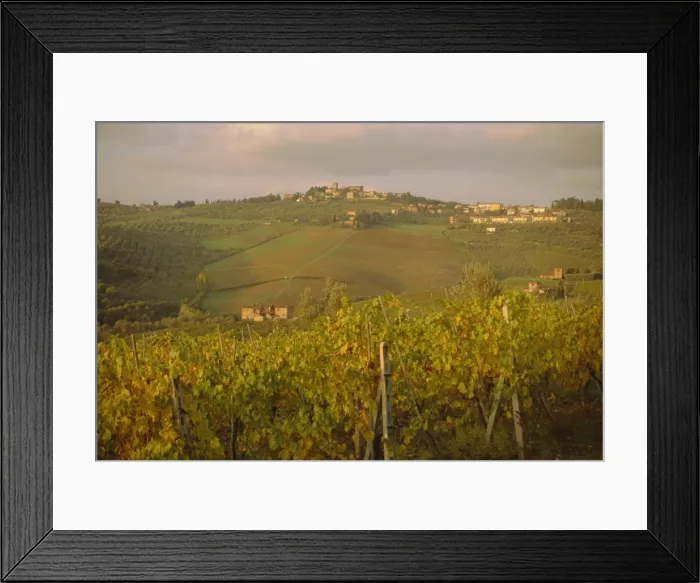 Framed Print : Vineyard, Tuscany