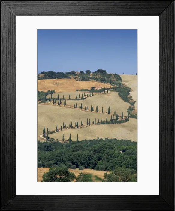 Framed Print : Aerial view of rural road lined with cypress trees